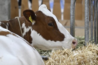 Swiss Fleckvieh dairy cow