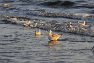 Seagull with shell in the morning light, September, Usedom, Baltic Sea beach, Mecklenburg-Western