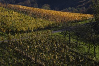 vineyard, vines, grapevines, winegrowing, autumn colouring, autumn, graphic, Strümpfelbach,