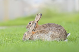 Two wild rabbits (Oryctolagus cuniculus), in a meadow, fully grown, alert, wildlife, nature