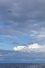 North Sea, clouds, flying seagull, wind turbines near Bredstedt, North Frisia, Schleswig-Holstein,