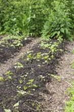 Young vegetable plants growing in vegetable garden plot in backyard in spring, Quebec, Canada,