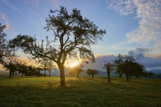 Sunrise in a wide landscape with orchard meadow, apple tree, and clouds in the sky, autumn,