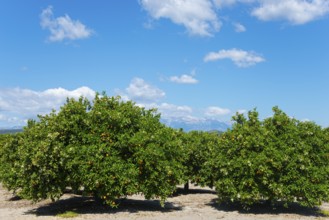 Rows of orange trees under a clear blue sky in a sunny plantation, orange trees near Skala,