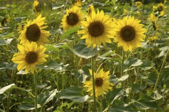 Flowering sunflowers (Helianthus annuus), sunflower field, North Rhine-Westphalia, Germany, Europe