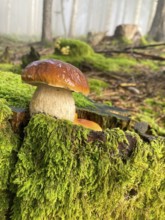 Common boletus (Boletus edulis) in the forest, in the Berchtesgaden National Park, Bavaria,