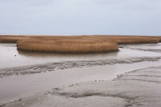 Low water, reed, mudflats, Dollart, Nieuwe Statenzijl, Netherlands