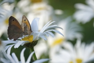 Two butterflies (ox-eye), summer, Saxony, Germany, Europe