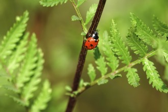 Ladybird (Coccinellidae), summer, Germany, Europe