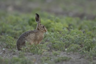 Brown hare (Lepus europaeus) adult animal feeding in farmland field in the summer, Suffolk, England