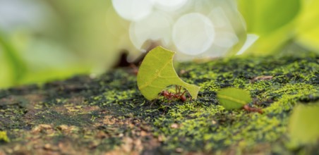 Leafcutter ants carrying leaves, ant trail, Tortuguero National Park, Costa Rica, Central America