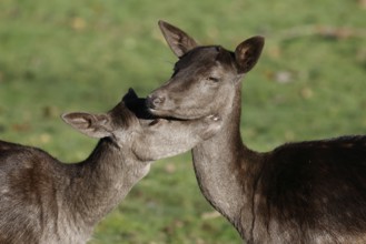 Fallow deer (Dama dama), female, two young fallow deer, fallow deer cows, females cuddling with