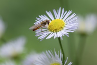 Close-up of a flower of Erigeron annuus (Erigeron annuus) with a hoverfly (Syrphidae), Ternitz,