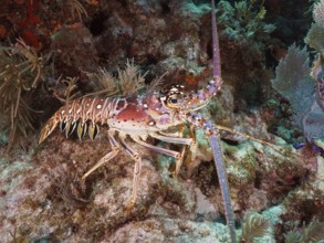 A caribbean spiny crayfish (Panulirus argus) crawls over rocks in the sea. Dive site John Pennekamp