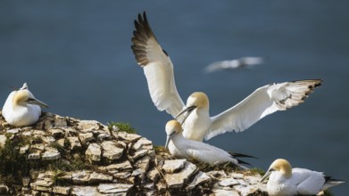 Northern Gannet, Morus bassanus, birds on cliff