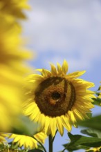 Sunflowers (Helianthus annuus), July, Saxony, Germany, Europe