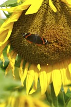 Sunflower (Helianthus annuus), July, Saxony, Germany, Europe