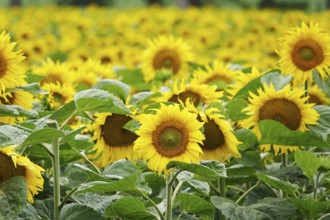 Picturesque sunflowers, July, Germany, Europe