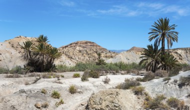 A dry desert landscape with palm trees, sandy hills and a clear blue sky in the background, Oasis