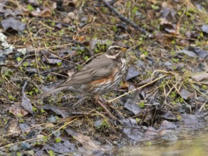 Redwing (Turdus iliacus), searching for food on the ground, May, Finnish Lapland