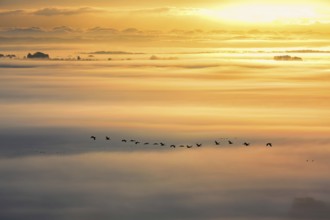 Flock of Cranes (Grus grus) flying above the landscape with morning mist at sunrise