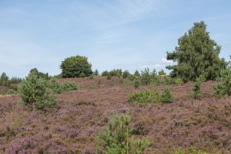 Heather blossom, trees, Wilseder Berg near Wilsede, Bispingen, Lüneburg Heath, Lower Saxony,