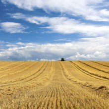 Tractor in stubble field harvesting and turning straw, grain field with dramatic cumulus clouds,