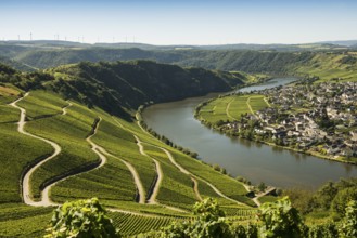 Picturesque village by the river and in the vineyards, Piesport, Moselle, Rhineland-Palatinate,