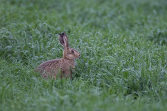 Brown hare (Lepus europaeus) adult animal in a farmland cereal field in the springtime, Suffolk,