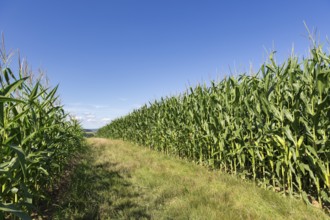 Symbolic image, renewable energies, maize plants, biogas plant, feed maize, maize cobs, immature,