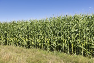 Symbolic image, renewable energies, maize plants, biogas plant, feed maize, maize cobs, immature,