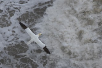 Northern gannet (Morus bassanus) adult bird in flight over the sea, Yorkshire, England, United