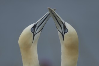 Northern gannet (Morus bassanus) two adult birds performing their courtship display on a cliff,