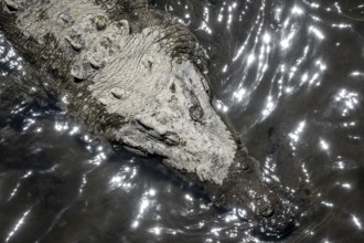 American crocodile (Crocodylus acutus) swimming in the water, from above, Rio Tarcoles, Carara