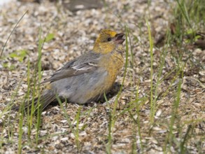 Pine Grosbeak (Pinicola enucleator), adult female, perched on the ground amongst sunflower seed