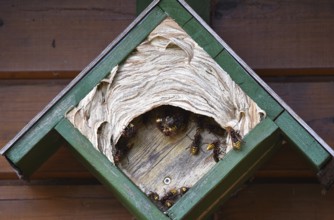 Hornets (vespa crabro) have their nest in the tit box