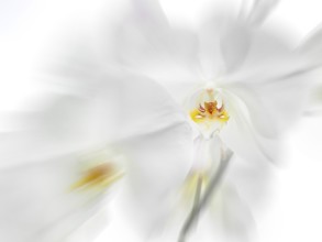 White orchid (Phalaenopsis), flowers, zoom effect