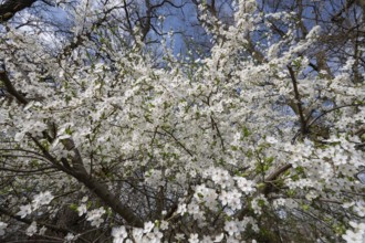 Flowering myrobolane (Prunus cerasifera), Bavaria, Germany, Europe