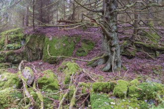 Old primeval forest with gnarled spruce tree and moss covered rocks