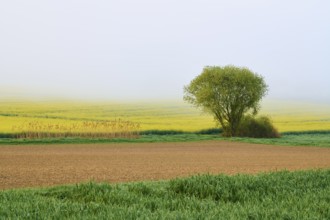 A tree stands in a field in a misty landscape in the background, where green and yellow colours