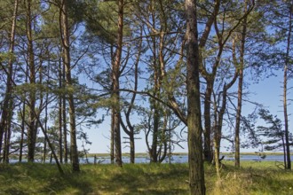 Dune forest, trees, pine trees, circular hiking trail, Darßer Ort, Born a. Darß,