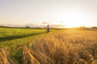 A cyclist rides through a wheat field at sunset, Gechingen, Black Forest, Germany, Europe