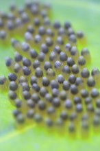 Eggs of the cabbage white butterfly, July, Germany, Europe