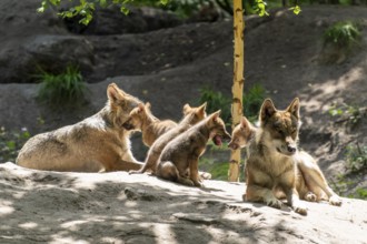 Wolf pack with several cubs resting in a sunny clearing in a forest, European grey gray wolf (Canis