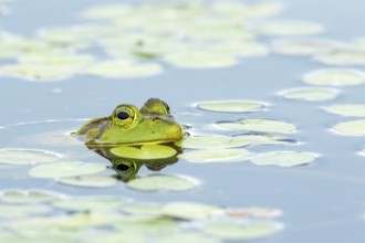 Bull frog. Lithobates catesbeianus, . Bull frog floating on a lake and warming up at the sun. La