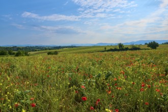 Flower meadow with poppies (Papaver), trees and mountains in the background, slightly overcast sky,