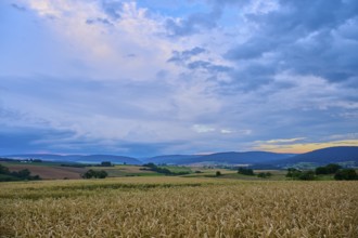 Wide wheat field (Triticum), in front of a hilly landscape under a cloudy sky at dusk, summer,