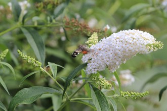 Dove tail (Macroglossum stellatarum), September, Saxony, Germany, Europe