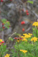 Peacock butterfly, September, Germany, Europe