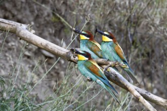 Bee-eater (Merops apiaster), three birds on the perch with insect in the beak, Salzlandkreis,